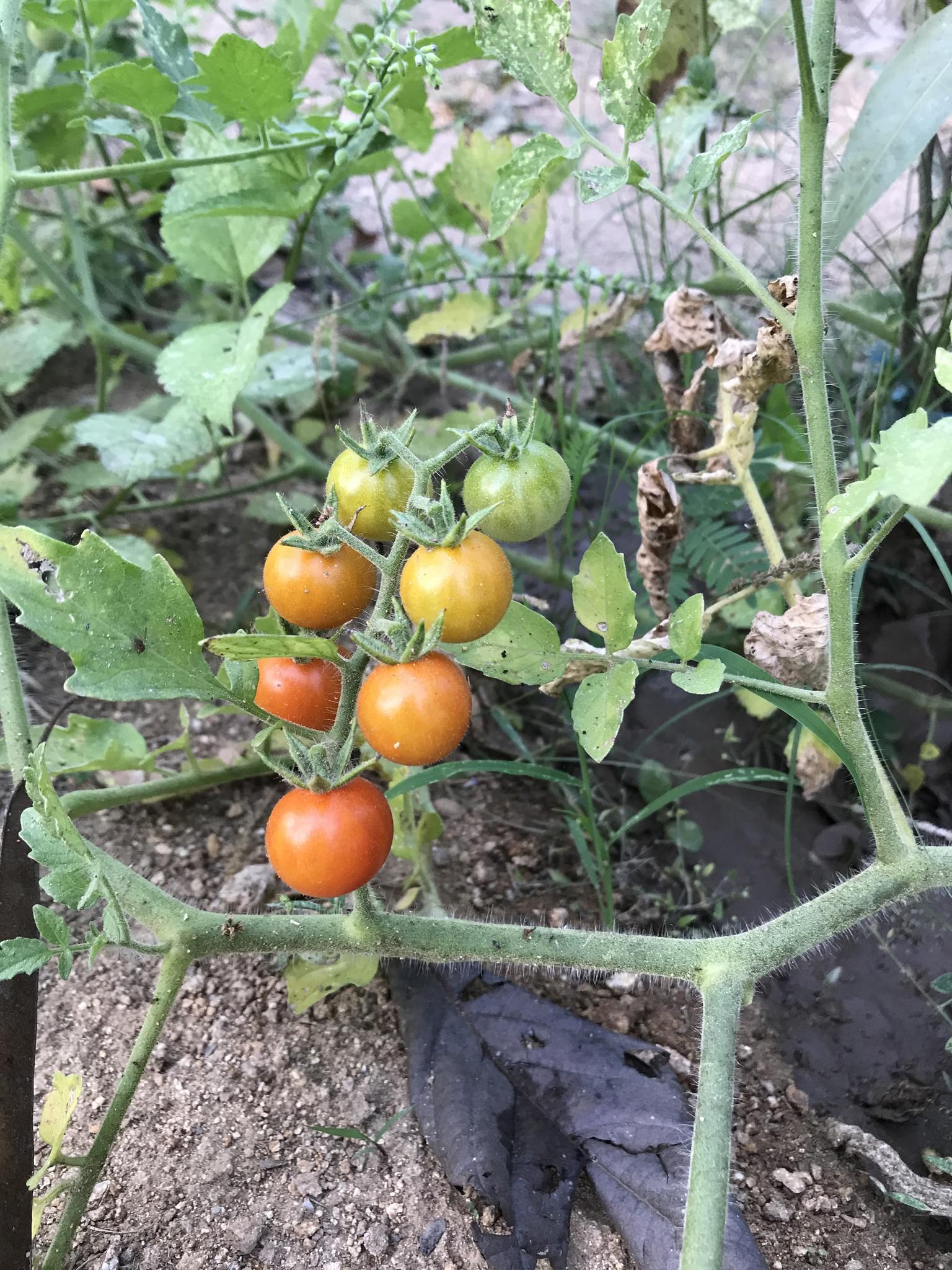 Solanum lycopersicum var. cerasiforme